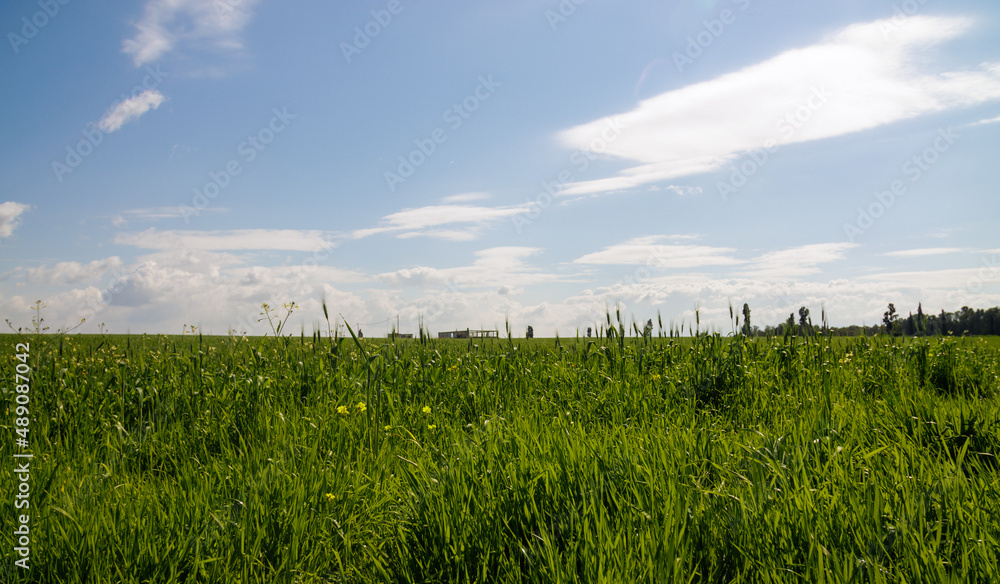 blue sky with white wonderful clouds over a green meadow blue sky with white wonderful clouds over a green meadow