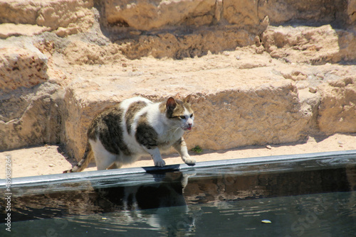 A cat near the water