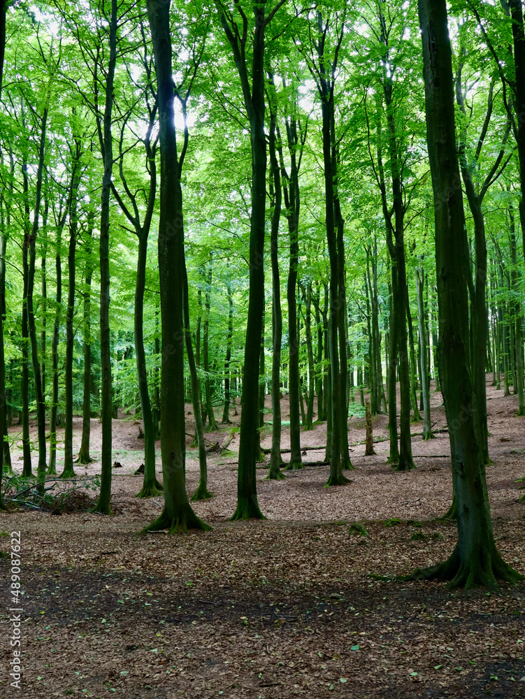 Grüne Natur im Jasmund Nationalpark