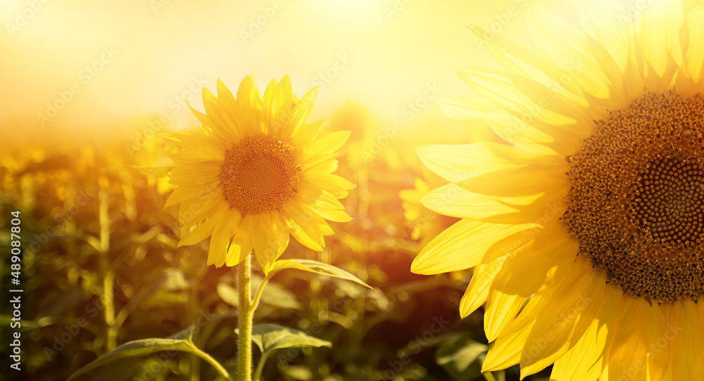 Obraz premium sunflowers flowers in the sunshine