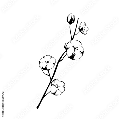 Cotton branch isolated on white background.