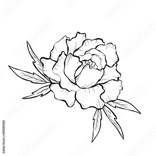 Peony bud isolated on white background.