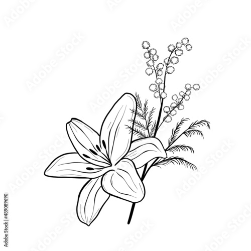 White lily and mimosa isolated on white background.