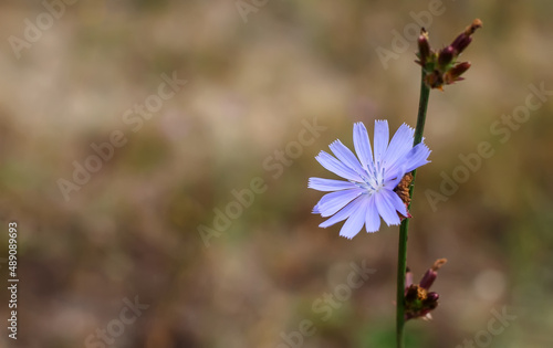 Blue flower and stem of common chicory (Cichorium intybus) on the blurred background, close-up, free space on the left