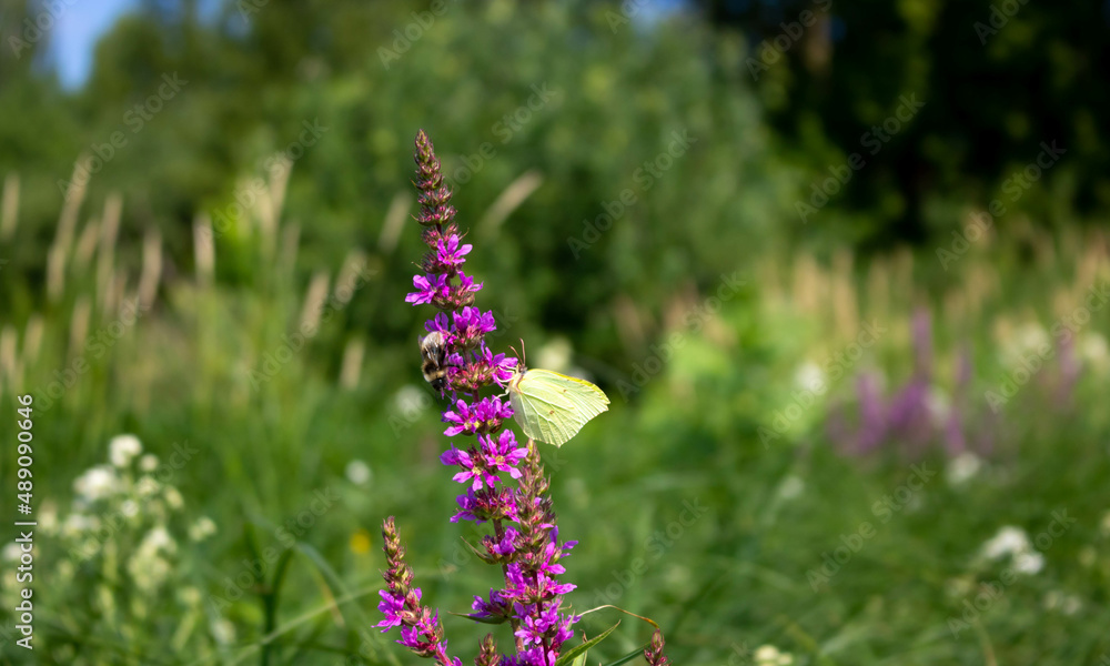 A white butterfly on a purple-lilac meadow flower A white butterfly on a purple-lilac meadow flower