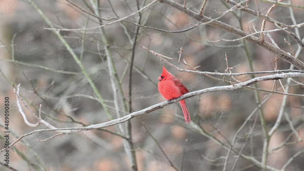 Northern Cardinal in snow motion during a snow storm Northern Cardinal in snow motion during a snow storm