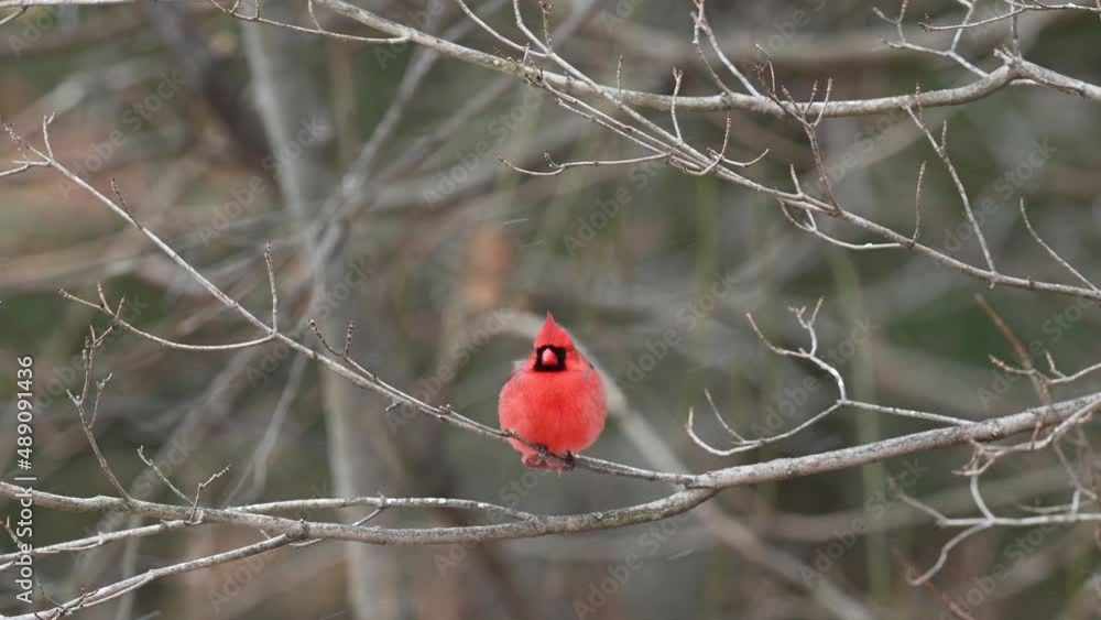 Northern Cardinal in snow motion during a snow storm Northern Cardinal in snow motion during a snow storm