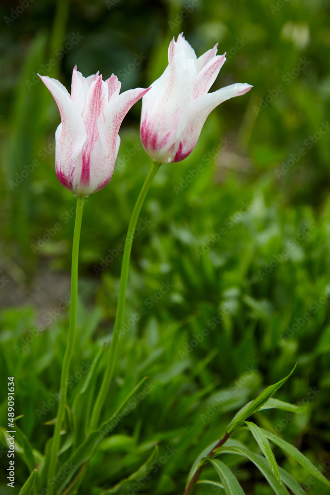 Beautiful white and pink tulips with drops of water after the rain Beautiful white and pink tulips with drops of water after the rain