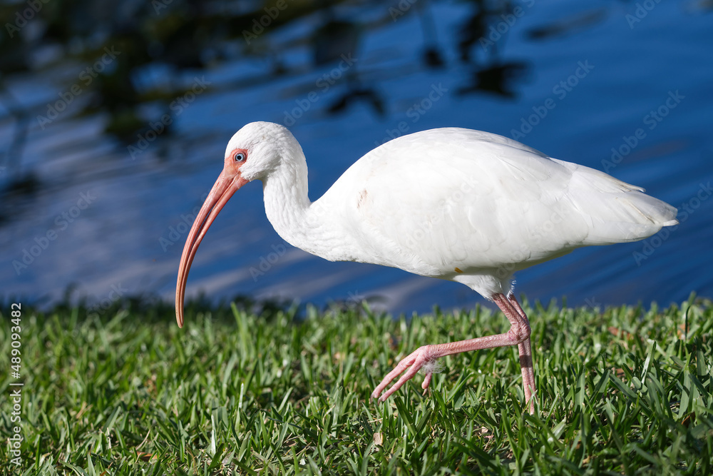 American White Ibis walking in grass beside a pond. Captured in Fort Lauderdale, Florida. American White Ibis walking in grass beside a pond. Captured in Fort Lauderdale, Florida.