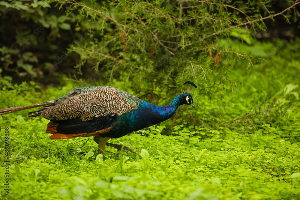 Beautiful peacock in green park Beautiful peacock in green park