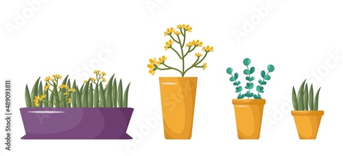 Colorful Indoor plants in boho style. Hygge arrangement of space. Home garden, urban jungle. Hand-drawn. Print, poster, sticker, banner, logo, label. Vector image on an isolated white background.