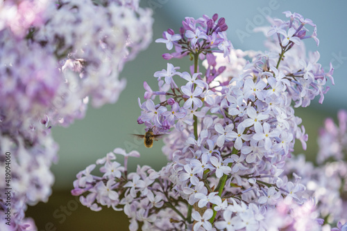 bee on pollinating a lilac
