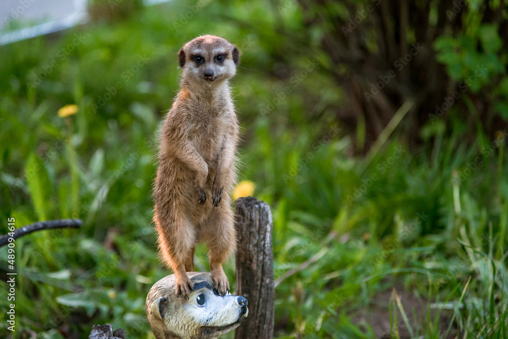 The meerkat is a rather small representative of the mongoose. The coat color of this mammal is orange-brown. The fur is quite long and fluffy, and the fur on the belly and chest is short. The meerkat is a rather small representative of the mongoose. The coat color of this mammal is orange-brown. The fur is quite long and fluffy, and the fur on the belly and chest is short.