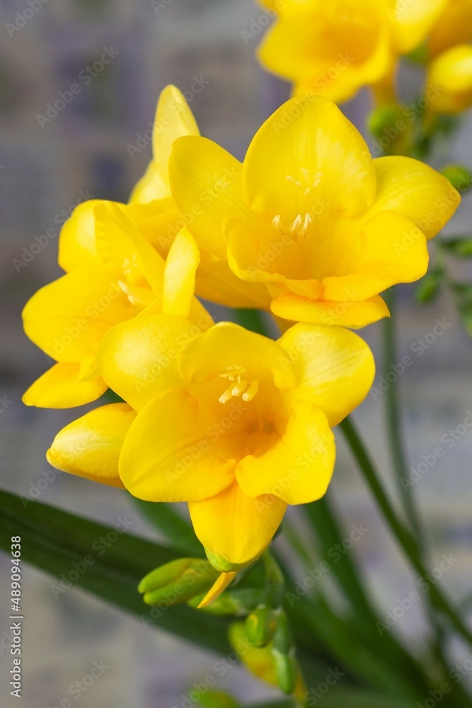 Close up blossom of beautiful yellow freesia flower (Iridaceae Ixioideae) on light textured background. Shallow depth of focus. Fresh fashion pastel creamy yellow dark green violet color combination Close up blossom of beautiful yellow freesia flower (Iridaceae Ixioideae) on light textured background. Shallow depth of focus. Fresh fashion pastel creamy yellow dark green violet color combination