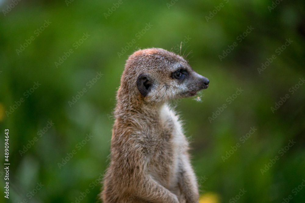 Fototapeta premium The meerkat is a rather small representative of the mongoose. The coat color of this mammal is orange-brown. The fur is quite long and fluffy, and the fur on the belly and chest is short.