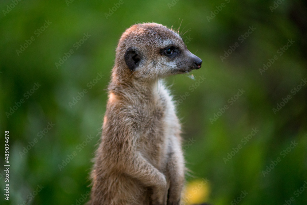 The meerkat is a rather small representative of the mongoose. The coat color of this mammal is orange-brown. The fur is quite long and fluffy, and the fur on the belly and chest is short. The meerkat is a rather small representative of the mongoose. The coat color of this mammal is orange-brown. The fur is quite long and fluffy, and the fur on the belly and chest is short.
