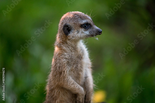 The meerkat is a rather small representative of the mongoose. The coat color of this mammal is orange-brown. The fur is quite long and fluffy, and the fur on the belly and chest is short.