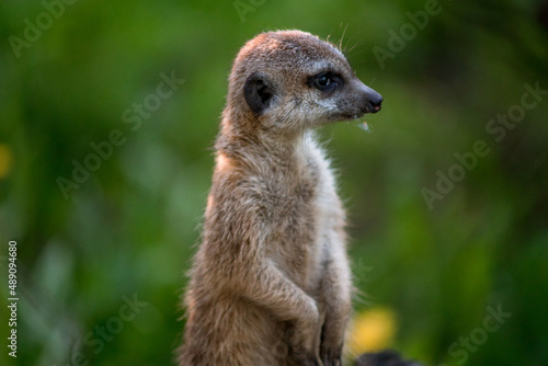 The meerkat is a rather small representative of the mongoose. The coat color of this mammal is orange-brown. The fur is quite long and fluffy, and the fur on the belly and chest is short.