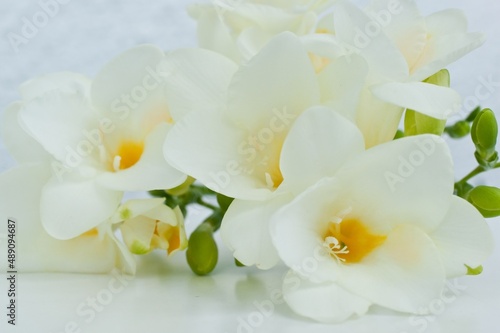 Close up blossom of beautiful white  freesia (Iridaceae, Ixioideae) flower with buds on light background. Delicate soft pastel creamy and yellow colors. Shallow depth of focus. Spring, love and beauty
