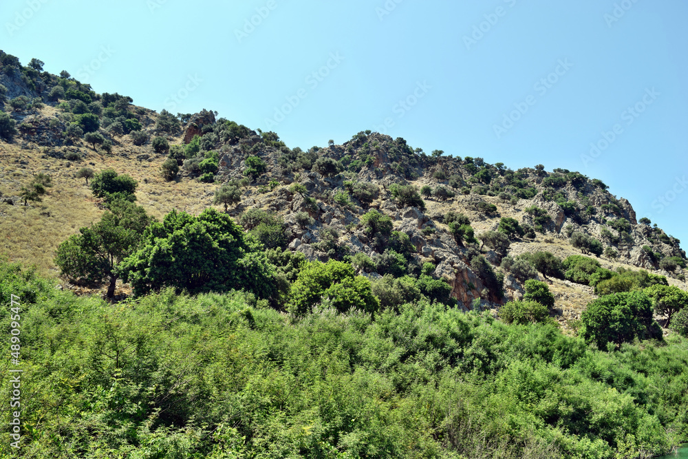 View on the mountain and trees