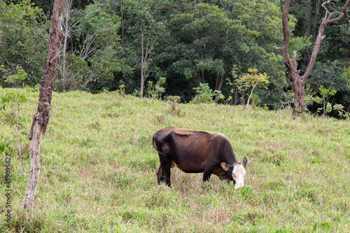 Isolated brown cow grass-fed on tropical Brazilian farm in panoramic scenery