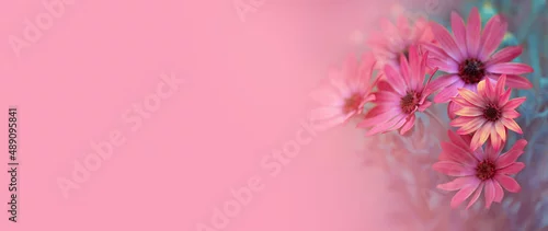 Panel kuchenny z motywem stokrotka afrykańska na różowym tle