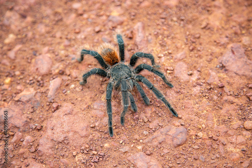 Large Brazilian tarantula spider known as the goliath spider in top view