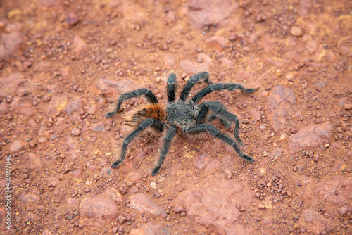 Wild giant Brazilian tarantula spider known as the goliath spider in fine details