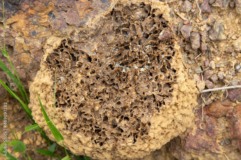 Nest with small cumpins and eggs, typical species of the isolated regions of the Brazilian cerrado biome Nest with small cumpins and eggs, typical species of the isolated regions of the Brazilian cerrado biome