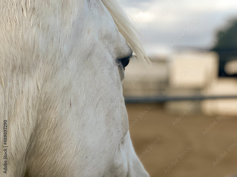 White Horse, Close Up of Beautiful Horse