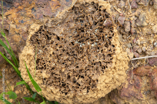 Nest with small cumpins and eggs, typical species of the isolated regions of the Brazilian cerrado biome photo