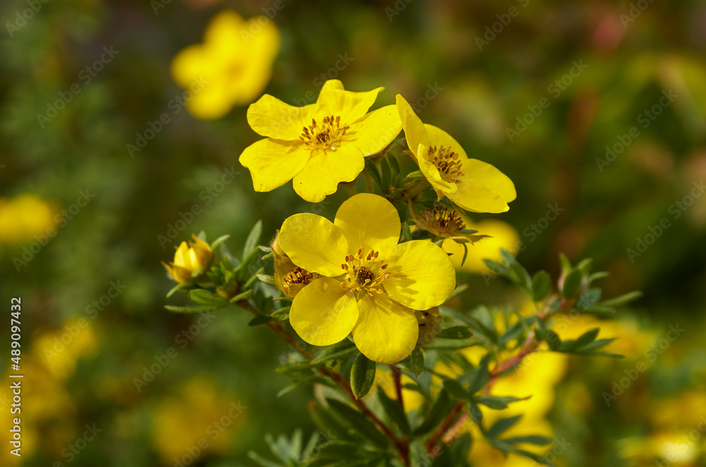 yellow flowers in the garden yellow flowers in the garden