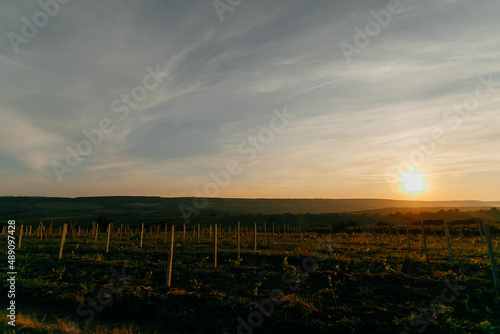 rustic view. summer sunset in a vineyard. High quality photo