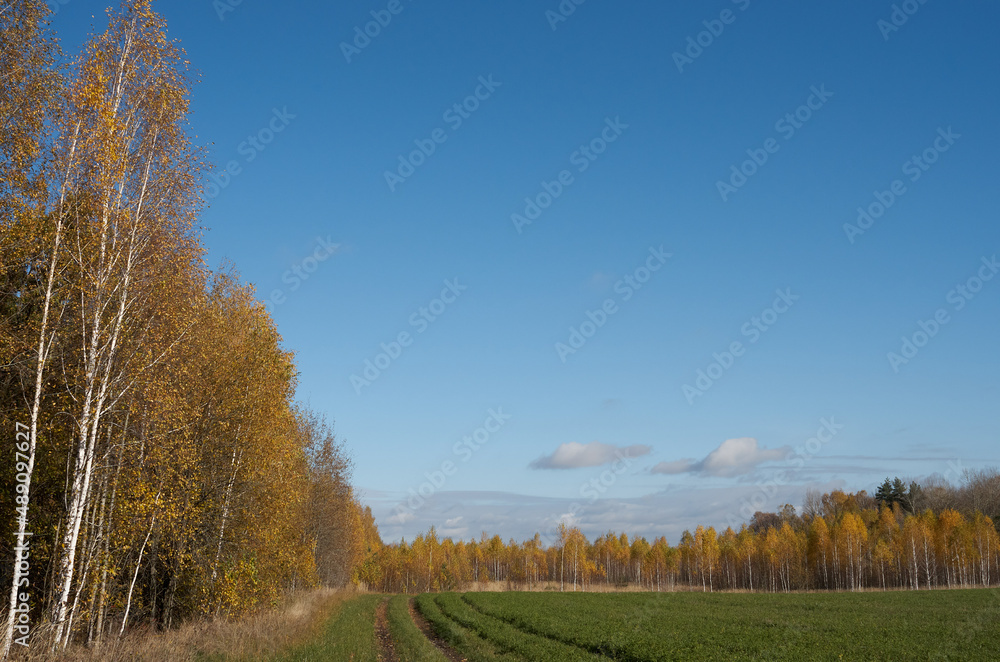 autumn in the forest autumn in the forest