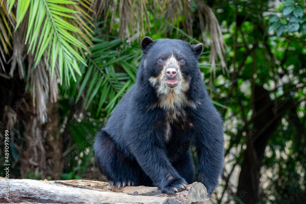 Obraz premium A Spectacled bear native to South America in close-up and selective focus. (Tremarctos ornatus) in closeup