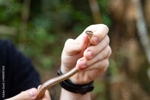 Small, tropical, non-poisonous Brazilian snake in the hands