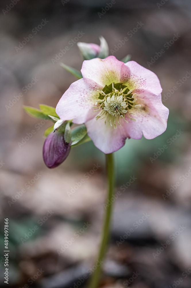 Rosa Schneerose einzeln im Wald