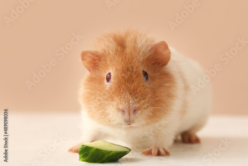 Funny Guinea pig with cucum...