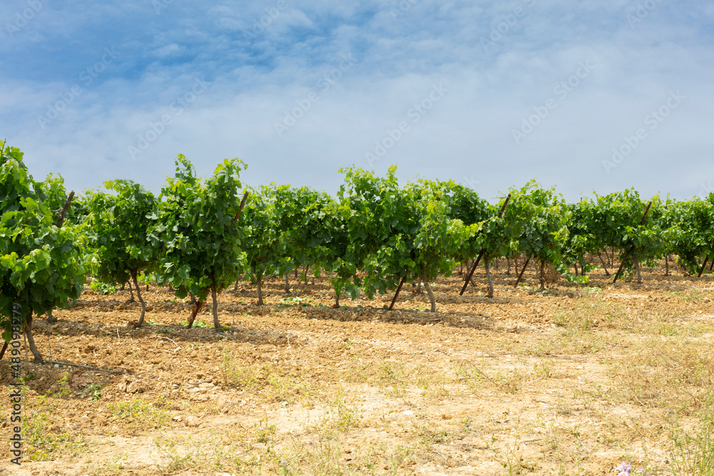 Field of vines at the beginning of summer