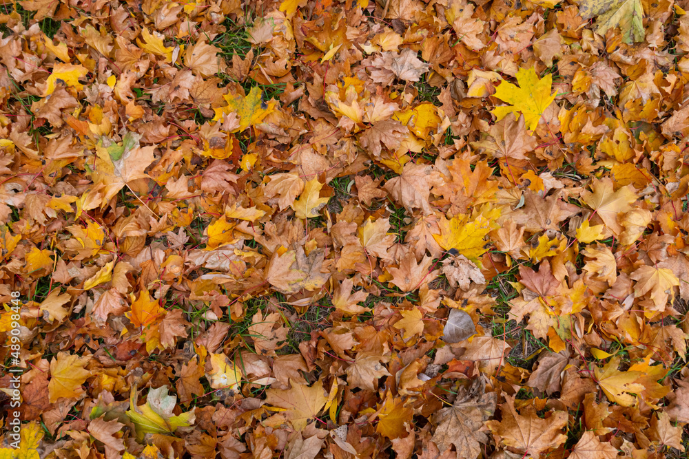 Fallen yellow and orange autumn leaves, covering green grass