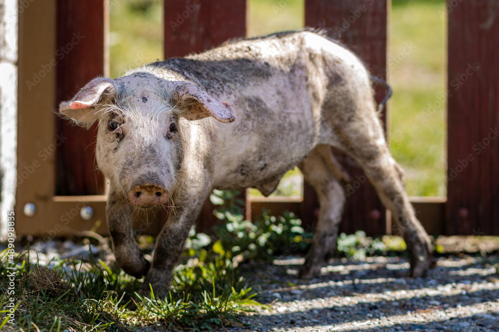 The domestic pig is a nonruminant eventoed ungulate from the porcine family. It looks similar