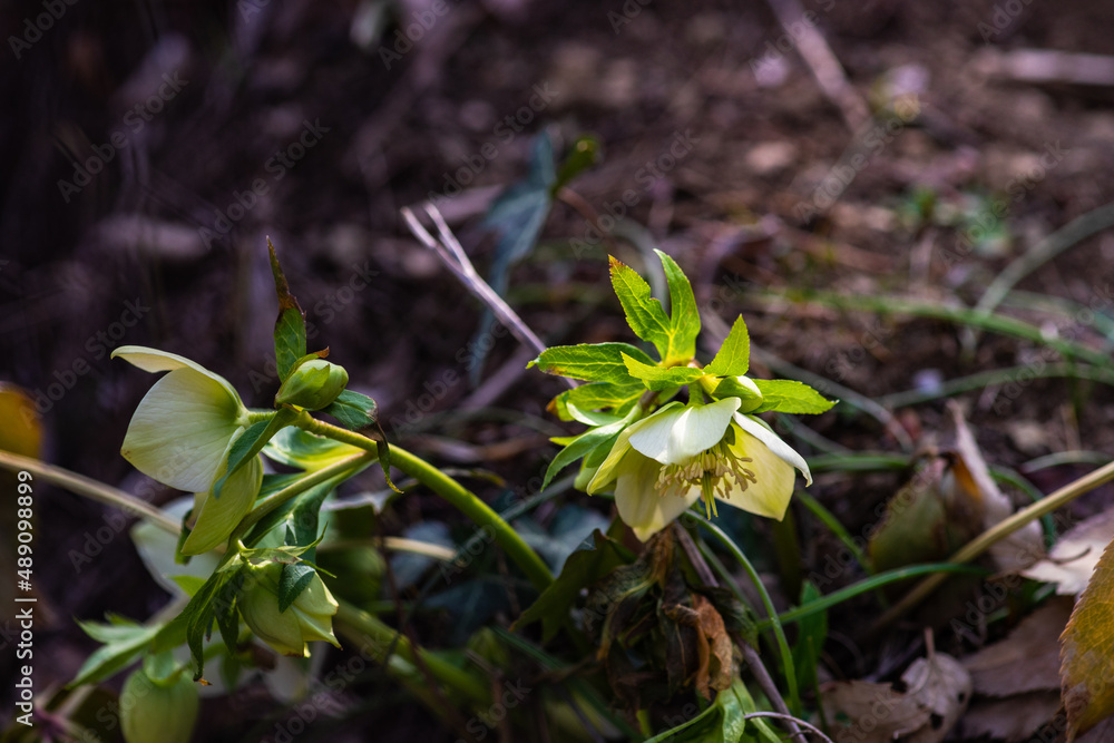 Obraz premium Spring floral concept
