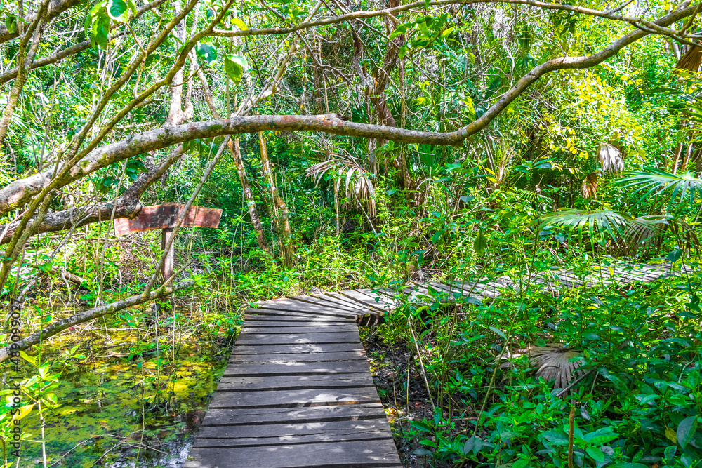 Obraz premium Tropical jungle plants trees wooden walking trails Sian Kaan Mexico.