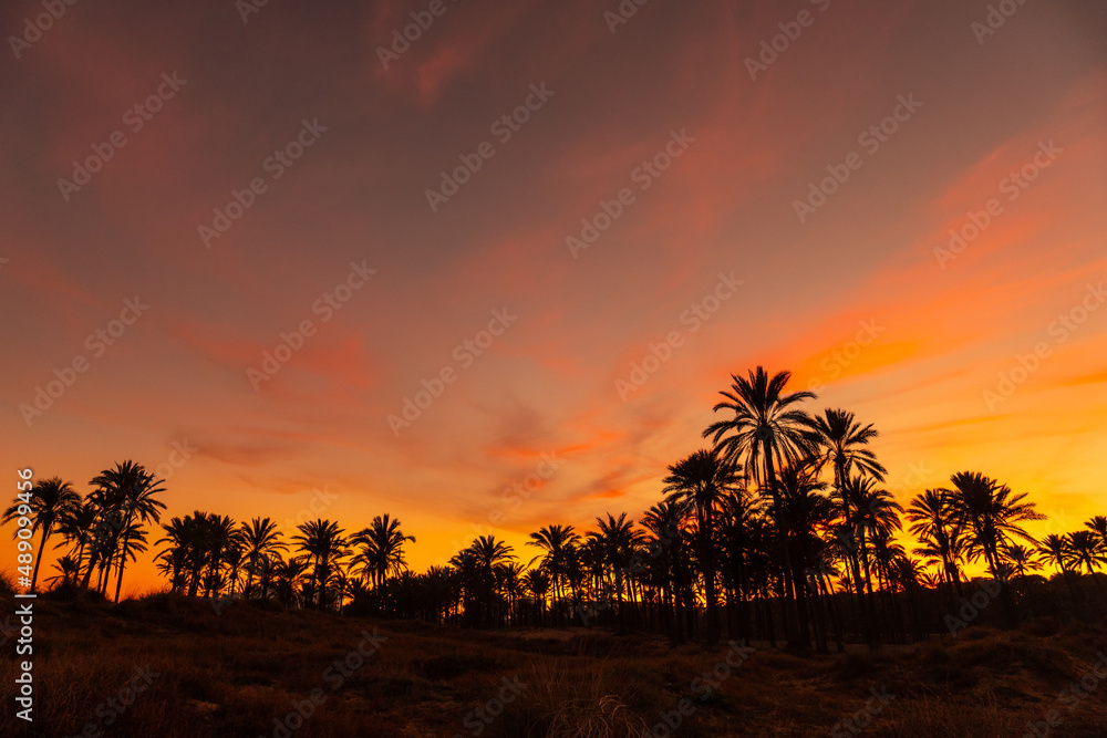 Silhouette of palm trees reflected in an orange sunset on a beach by the sea in the town of Torrevieja, Cala Ferris. Costa Blanca, Alicante. Spain