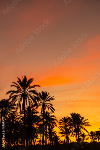 Silhouette of palm trees reflected in an orange sunset on a beach by the sea in the town of Torrevieja, Cala Ferris. Costa Blanca, Alicante. Spain © unai