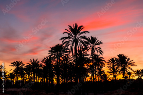 Silhouette of palm trees reflected in an orange sunset on a beach by the sea in the town of Torrevieja  Cala Ferris. Costa Blanca  Alicante. Spain