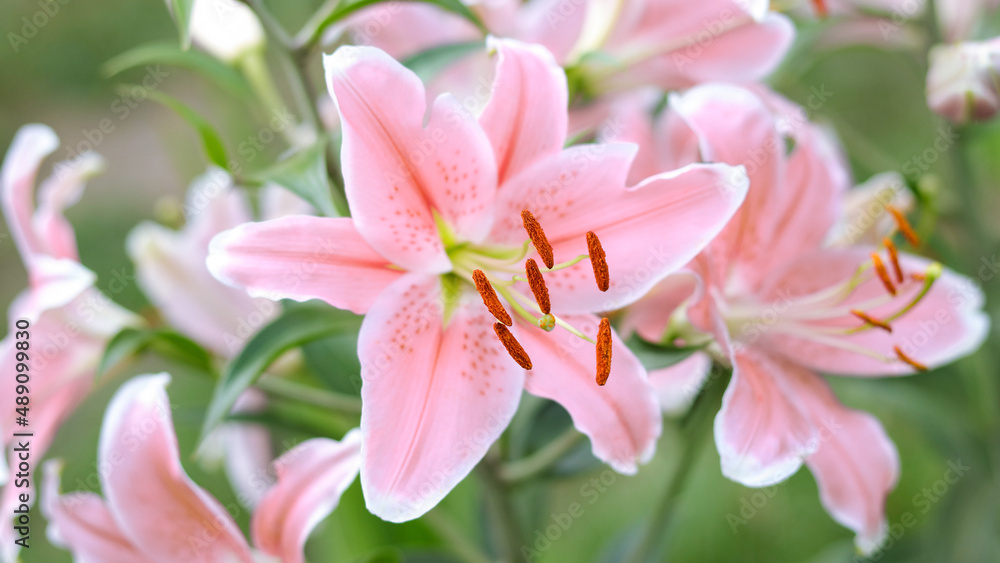 Bouquet of large Lilies .Lilium, belonging to the Liliaceae. Blooming pink tender Lily flower .Pink Stargazer Lily flowers background. Closeup of pink stargazer Lilies and green foliage. Summer Bouquet of large Lilies .Lilium, belonging to the Liliaceae. Blooming pink tender Lily flower .Pink Stargazer Lily flowers background. Closeup of pink stargazer Lilies and green foliage. Summer