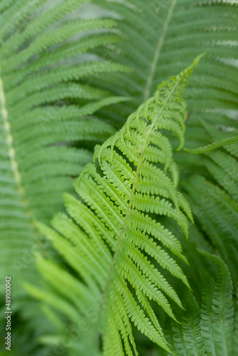 Green natural backdrop from green fresh leaves of fern plant growing in a park or garden. Close-up of an ornamental garden perennial plant.