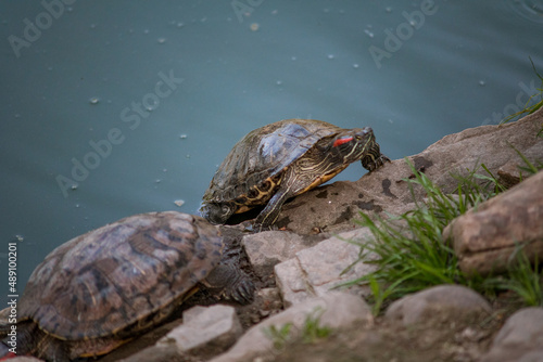 Sleeping turtles on the stones at the zoo