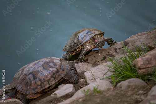 Sleeping turtles on the stones at the zoo